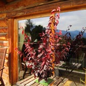La terrasse & le balcon